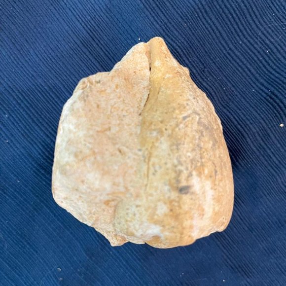 Lot of 3 Fossilized Sea Shells - Picture 6 of 8